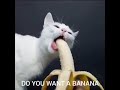 Banana Status