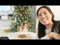 EASY DIY DOG TREATS // Make these cookies for Christmas!