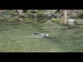 Otter playing in creek.