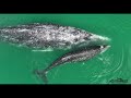 Great White Shark Surprised by Gray Whale in Rare Encounter