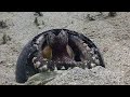 Coconut Octopus flips coconut shell over it's body to protect itself ( Amphioctopus marginatus )