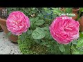 2024 春天深深淺淺的浪漫粉玫瑰 All About Pink Roses