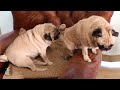 Amazing Animal Facts!: Pug Life!