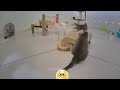 Funny Dog And Cat Videos 🐶 Best Funny Video Compilation 😅