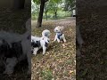Handsome shitzu steals the show at the  dog park#love#shortsfeed#dog#shitzu#subscribe