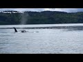 Orca pod moving close to shore in Dabob Bay, Hood Canal