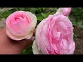 The Parfuma Collection | Rose Garden Tour | Kordes Roses