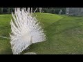 Tippex the albino peacock