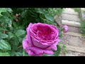Walking in my rose garden  (3)  June 19, 2024 | Healing | Calm | Garden | Cats | #My pets my garden