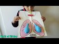 Easy Lungs Model Making for Kids/Cute Model for Toddlers/School Project making#Science#Kids