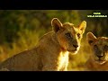 Top 5 Epic Moments! Lion Fight Take Down Other Predatory Rivals! TGMA Wild Animals