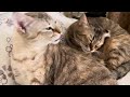 BEST CAT GROOMING ASMR | LICKING SOUNDS & LIGHT PURRING