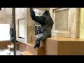 Nene, who does not want to eat breakfast. Family worried⭐️Japan's oldest grandmother gorilla