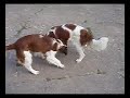 Spanielattack