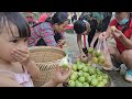 Picking green guava, going to the market to sell for a simple meal for mother and child/Daily life