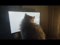 Catproof Monitor Wanted