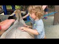 JuJu's Kids Adventure at Rafiki's Planet Watch | Bug Hunt & Petting Animals at Disney World!