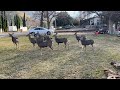 Deer at my front door!