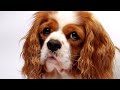 CAVALIER KING CHARLES - SALLY - canon 7D 720P