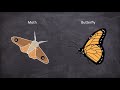 Difference between Moths and Butterflies | Entomology