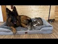 German Shepherd Shares His Bed with Tiny Kittens