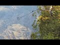 Lots of fish in this lake! #fishing #fish #smallmouth #largemouth #kayakfishing #lake #fishingvideo