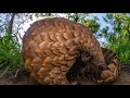 The Ancestry of the Pangolin