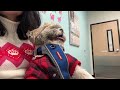 Handsome shitzu Winston thinks he needs shots at the vet#love#shortsfeed#dog#shitzu#fypシ゚viral#fyp