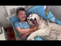 Sneaky Husky Breaks Into Bedroom For Cuddles!😂. [HIDDEN CAMERA]