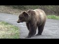 Life cut short for a male grizzly bear! Grizzly bear #163, his story!