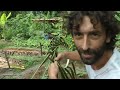 How to make a Coconut Palm Leaf Hat - Part 1 of 2!