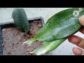 How to divide/propagate And Care Snake plants. जानिए स्नैक प्लांट के बारे में सबकुछ।