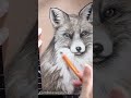 Fox Charcoal Drawing Timelapse #SHORTS