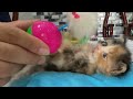 FUNNIEST Pet Bloopers. The Orphaned Kitten Is Growing Up Eating A Lot Of Baby Food