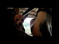 Fawn helps with Barn Chores