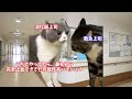 救急医の内視鏡と消化器内科の内視鏡【猫ミーム】