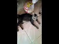 Cat vs Kucing