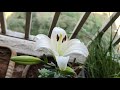 White Lily in my Terrace Garden