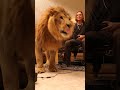 Lion wants to play video games in living room