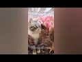 🙀 Funny Dog And Cat Videos 😂😻 Best Funniest Catss Video 2024 🐱