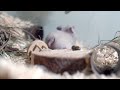 Cat TV | Cute critters for your cat to watch 1080p HD