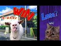 ワイの撃退シリーズをまとめてみた【総集編】1〜5話分 #猫ミーム #猫マニ #スカッとする話