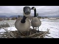 Vocal Canadian Geese land in an Osprey Nest!
