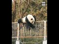 Giant Panda Makes Great Escape From Zoo Enclosure