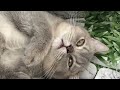 You Laugh You Lose😹Funniest Dogs and Cats 2024😻🐶