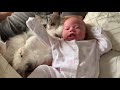 7 STAGES OF A CAT BONDING WITH NEWBORN BABY | MAINECOON
