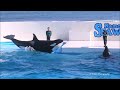 須磨シーワールドオープンの今日も鴨シーのシャチ「ラビー・ララ・ルーナ」超キレッキレ!! 鴨川シーワールド シャチショー KamogawaSeaWorld  orca killerwhale