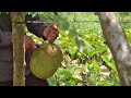 Thu Hoạch Mít Thái Ngày Giá Mít Tăng -  Harvest Jackfruit in Vietnam