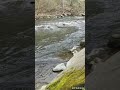 River Stream to Relax