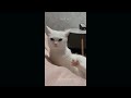 🤣🤣New Funny And Cute Animal 2024 🤣Funniest Dogs And Cats Videos 🐱🐶- Part 3